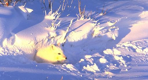 Un renard arctique à parc national Wapusk.