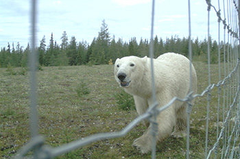 Un ours polaire marche dans l’herbe. Un grillage sépare l’ours de l’observateur.