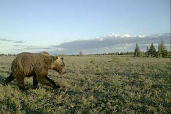 Un grizzly marche dans l’herbe.