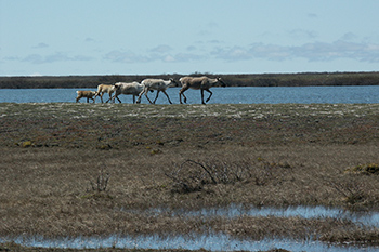 Les caribous dans le parc national Wapusk.