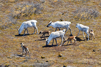 Les caribous dans le parc national Wapusk.