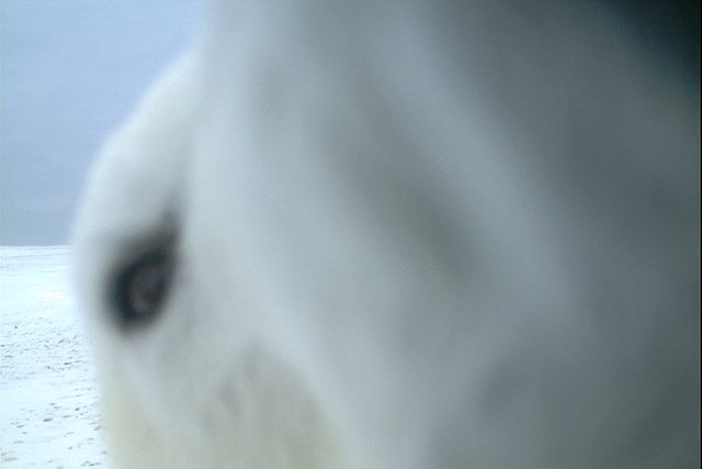 Face d’un ours polaire tout près d’un appareil photo avec détecteur de mouvement dans le parc national de Wapusk.