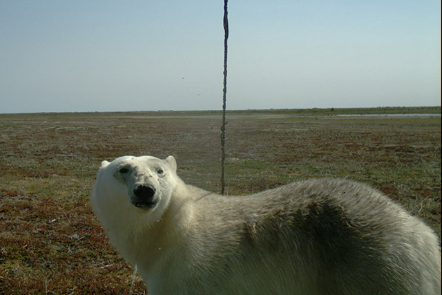 Un ours polaire reniflant l’air près d’un appareil photo avec détecteur de mouvement dans le parc national de Wapusk.