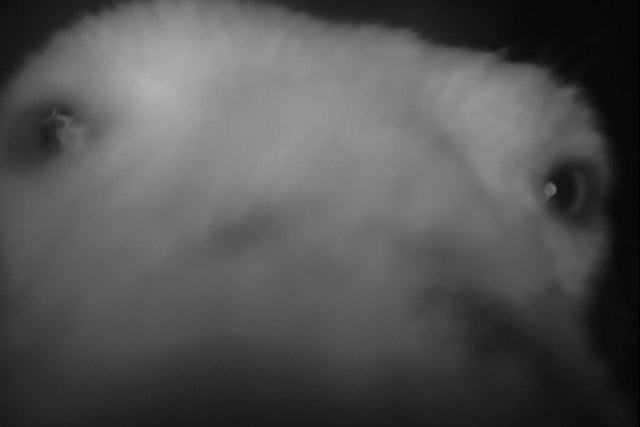 Gros plan de la face d’un ours polaire pris par un appareil photo avec détecteur de mouvement dans le parc national de Wapusk, la nuit.