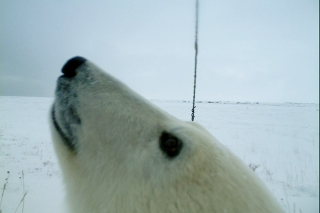 Face d’un ours polaire tout près d’un appareil photo avec détecteur de mouvement dans le parc national de Wapusk.