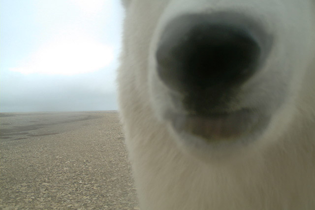 Museau d’un ours polaire reniflant un appareil photo avec détecteur de mouvement dans le parc national de Wapusk.