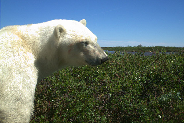 Un ours polaire, les yeux fermés, se tient debout dans des buissons dans le parc national de Wapusk.