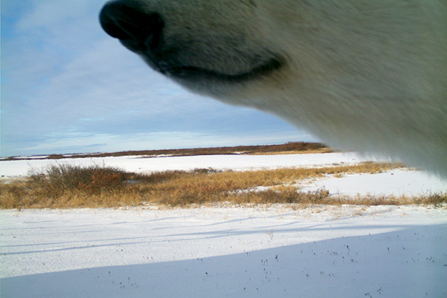 Museau d’un ours polaire reniflant un appareil photo avec détecteur de mouvement dans le parc national de Wapusk.