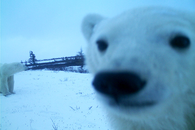 Une maman ourse polaire et son bébé près d’un appareil photo avec détecteur de mouvement dans le parc national de Wapusk.
