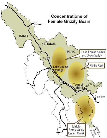 Concentrations de grizzlis femelles dans le parc national Banff © Parcs Canada