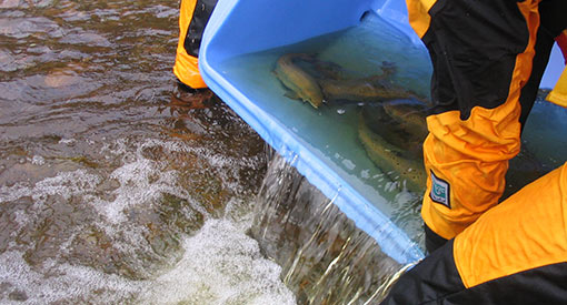 Un contenant rempli de saumon adulte se fait vider dans la rivière
