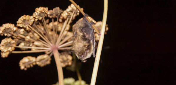 Une chauve-souris se reposant sur la tige d'une plante pendant la nuit.