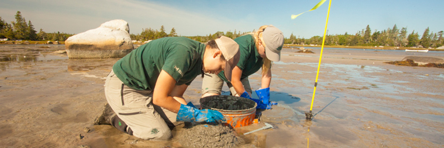 Des chercheurs de Parcs Canada examinent des palourdes sur une plage sableuse, Kejimkujik Bord de Mer