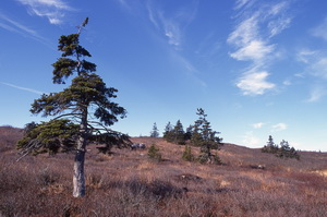 Des arbres individuels qui poussent des tourbières 