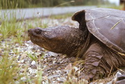 La tortue hargneuse 