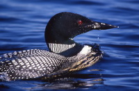 Le huard à collier 