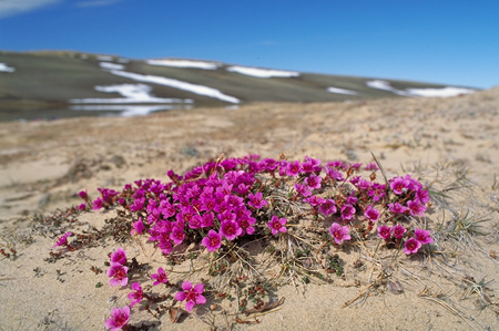 Saxifrage à feuilles opposées