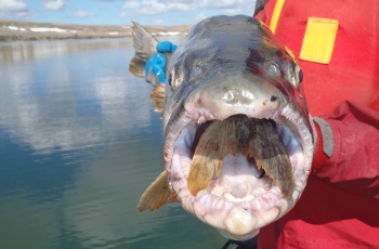 Grands poissons avec des petits poissons dans la bouche 