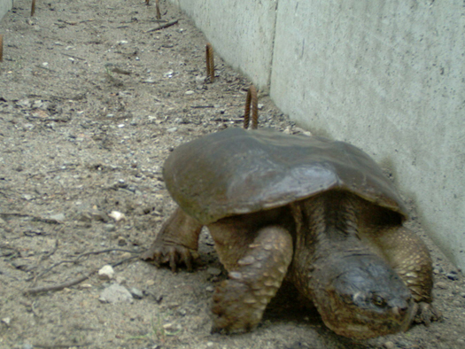 Une tortue serpentine utilisant un éco-passage