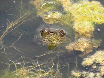 Une grande tortue serpentine dans l'eau envahissante
