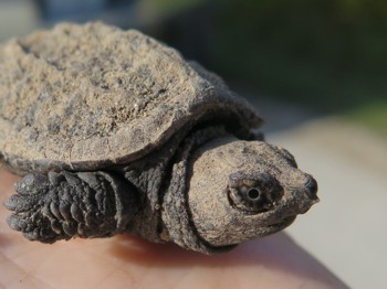 Un bébé tortue avec une dent acérée sur sa lèvre