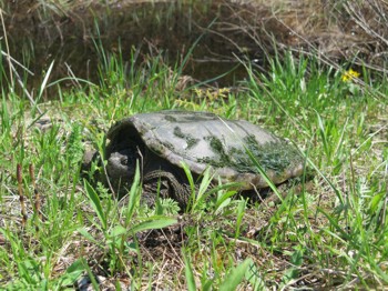 Une tortue serpentine adulte sur terre