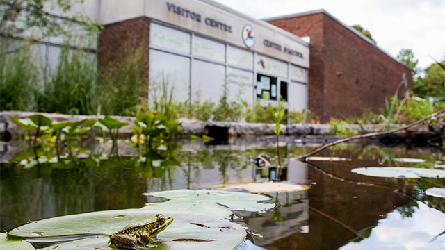 Une grenouille est assise dans l'étang devant le centre d'accueil du parc national de la Pointe-Pelée.