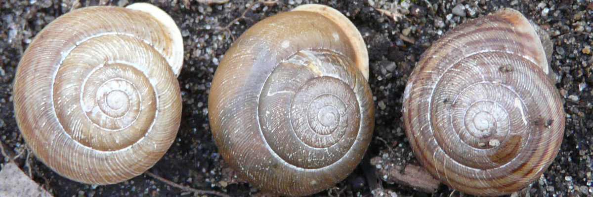 Les escargots au parc national de la Pointe-Pelée - Parc national de la  Pointe-Pelée