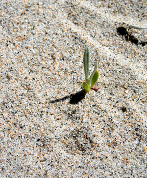 Un semis de chardon de Pitcher à la baie de l’Oiseau en 2014