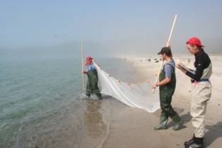 Préparation pour la pêche à la senne à Baie de l'Oiseau