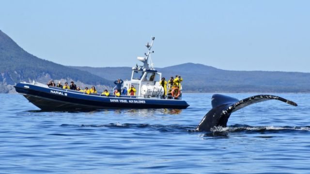 Des passagers dans un bateau de croisière aux baleines regardent la queue d'un rorqual à bosse qui plonge. 