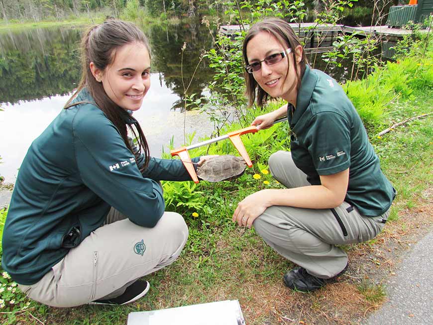 Deux employées de Parcs Canada accroupies près d’un cours d’eau et mesurant une tortue.