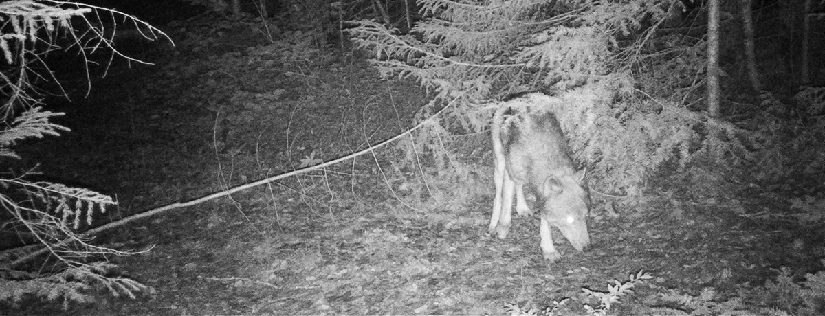 Photo d’un loup prise par une caméra de surveillance au parc national de la Mauricie.