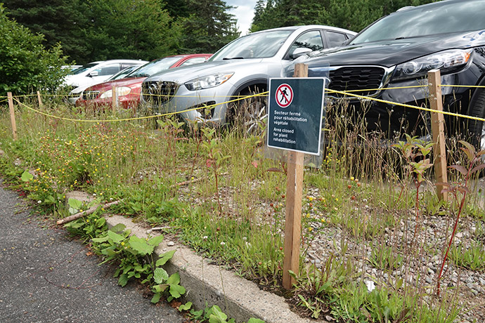 Réhabilitation végétale près de véhicules stationnés au parc national de la Mauricie.