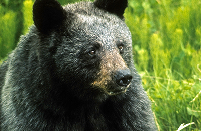 Un ours noir est assis parmi des plantes.