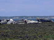Groupe de phoques gris au repos sur un platier rocheux