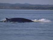 Dos d'un Petit rorqual à la surface de l'eau