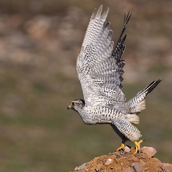 Gyrfalcon 