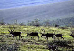 Un petit groupe de caribous adultes portant des bois traverse une pente herbue