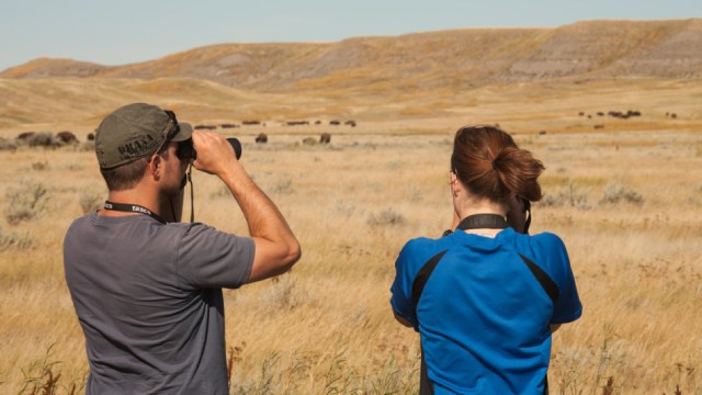 Deux visiteurs observent un troupeau de bisons au parc national des Prairies.