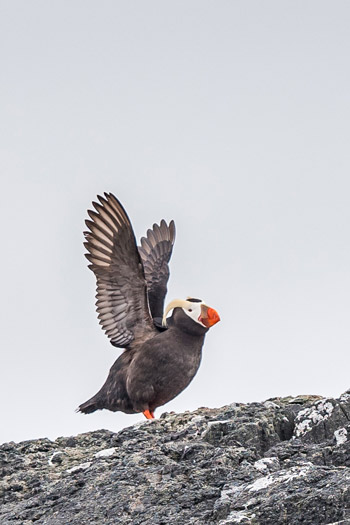Un macareux huppé perché sur un rocher avec ses ailes déployées