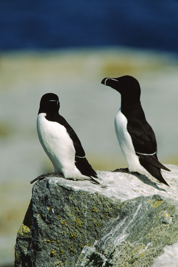 Deux petits pingouins sur un rocher avec la mer en arrière-plan