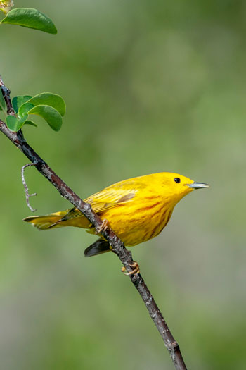 La Beauce: une destination de choix pour l'observation d'oiseaux