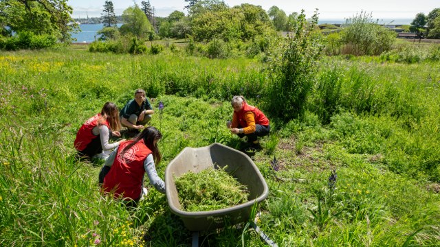 Des bénévoles aident à enlever des plantes envahissantes dans le pré à chênes de Garry éducatif.