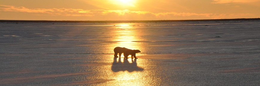 Two polar bears on the ice at sunset.