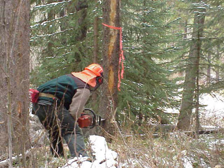 Photo illustrant un travailleur qui abat au moyen d'une scie à chaîne un arbre colonisé par des dendroctones du pin ponderosa