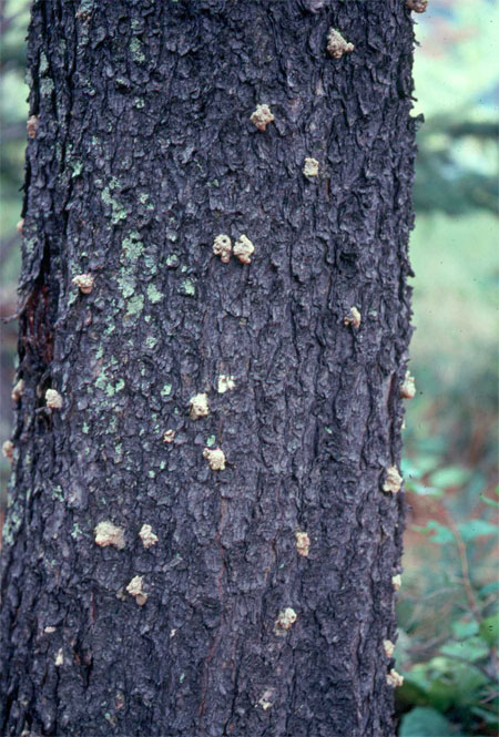 photo montrant un épanchement de sève ou « résine » par les trous percés dans l’écorce d’un arbre par des dendroctones.