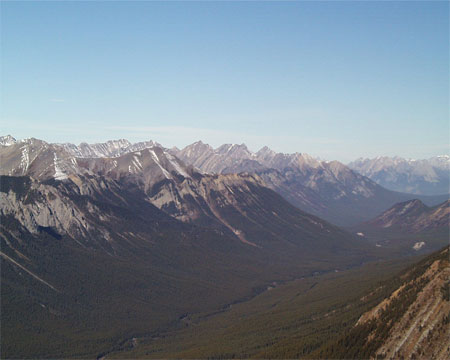 Photographie montant une forêt uniforme composée d'arbres matures dans la vallée de la Spray, dans le parc national Banff.