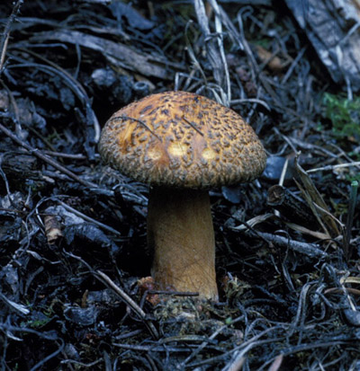 photographie d’un champignon orangé